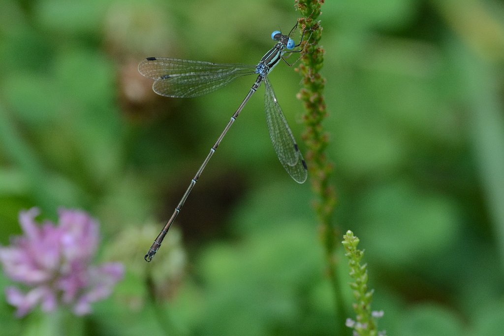 100 2015-07234196 Broad Meadow Brook, MA.JPG - Slender Spreadwing Damselfly (Lestes rectangularis). Broad Meadow Brook Wildlife Sanctuary, MA, 7-23-2015